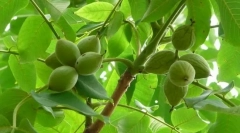 Манчур орев